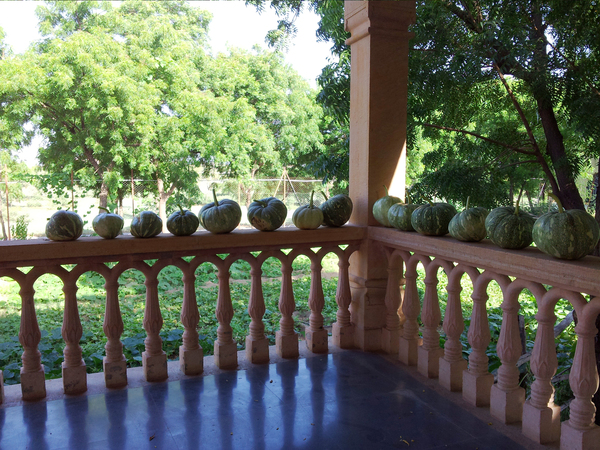 pumpkins gathered from plantation below